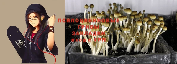 стаф Абинск